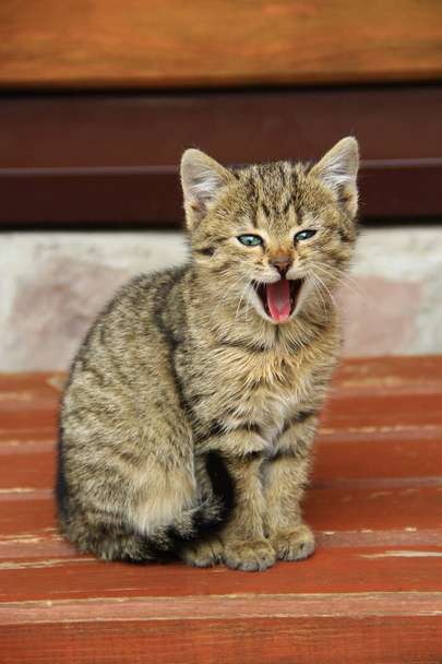 šedé kotě zívá široké otevřela ústa - Fotografie, Obrázek
