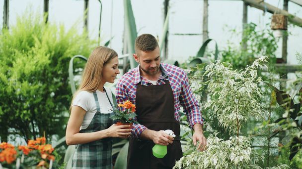 Attractive couple work in greenhouse. Man gardener in apron watering plants and flowers with garden sprayer while his girlfriend talking to him - Photo, image