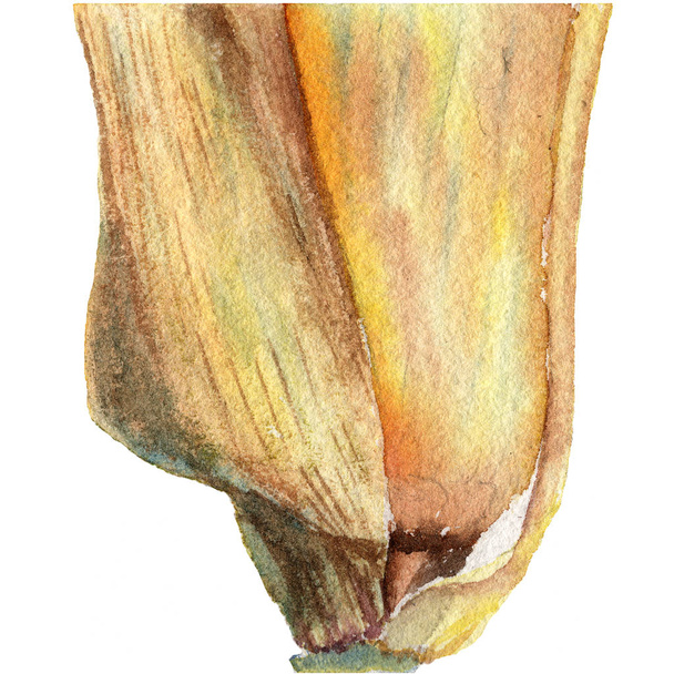 トウモロコシの穂軸。手が白い背景、イラストの水彩画を描く - 写真・画像