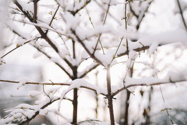 Eerste sneeuw geplakt op de takken van bomen. Vorst en koude dag. - Foto, afbeelding