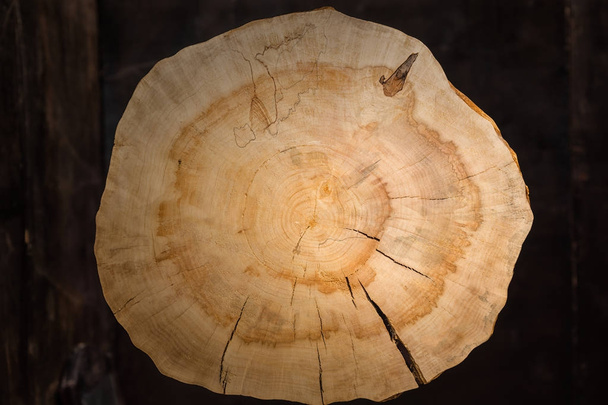 Stump of oak tree felled - Zdjęcie, obraz