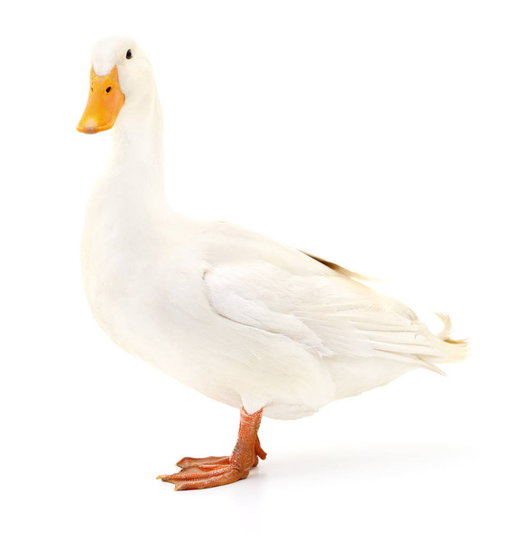 Duck on white. - Foto, imagen