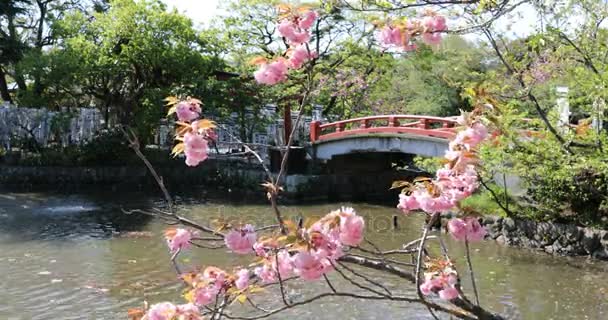 Kirschblüte in Kamakura - Filmmaterial, Video