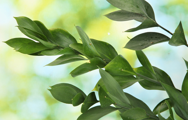 Branch with green leaves on green background - Φωτογραφία, εικόνα