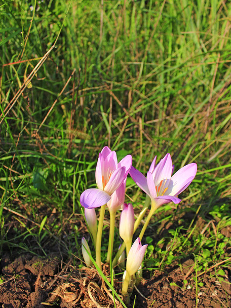 colchicum autumnale in September - Photo, Image