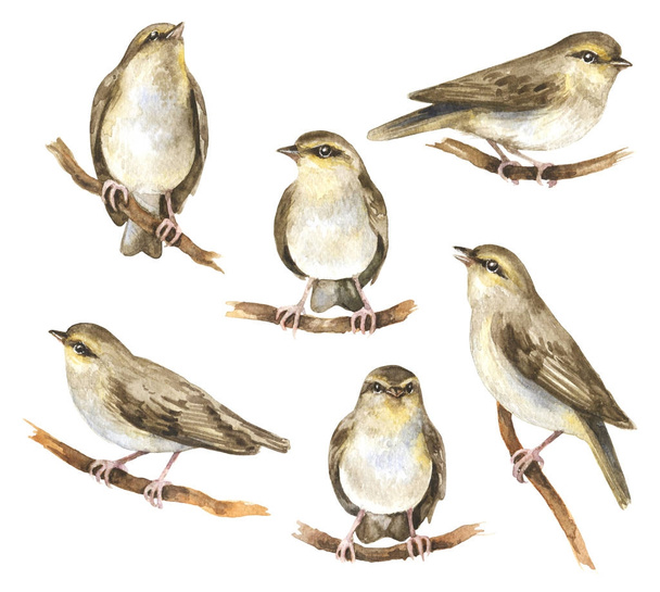 Watercolor Songbird Set - Foto, Imagem