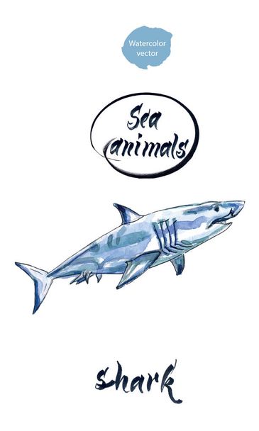 Blauwe haai, aquarel hand getrokken, vectorillustratie - Vector, afbeelding