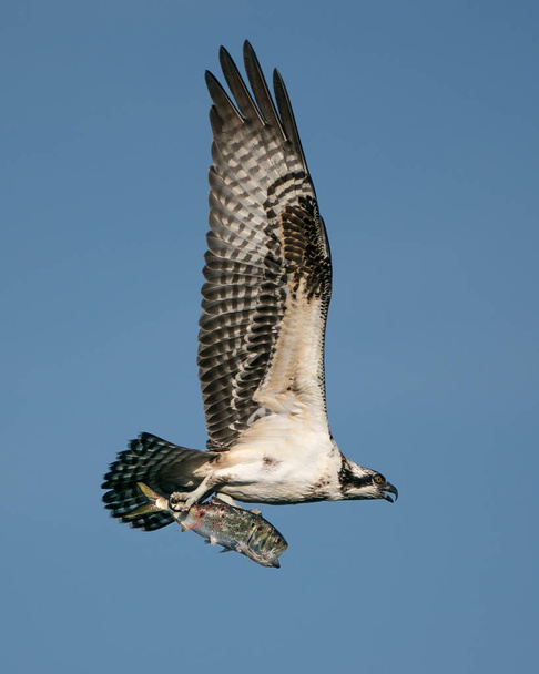 Osprey Catch II - Photo, Image