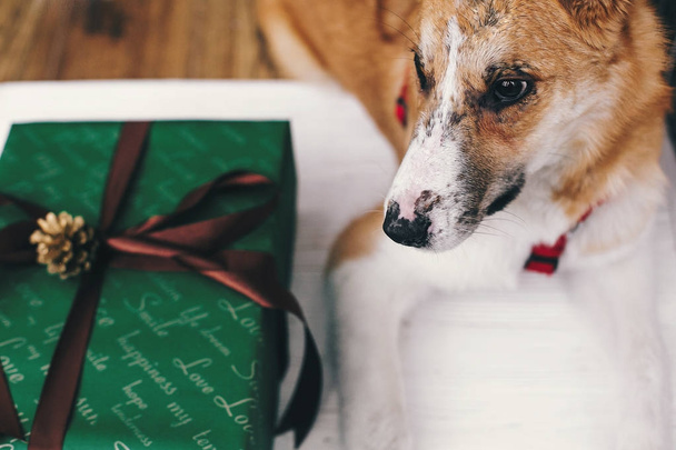 lindo cachorro de oro y elegante envuelto caja de regalo verde con cinta y cono
 - Foto, imagen