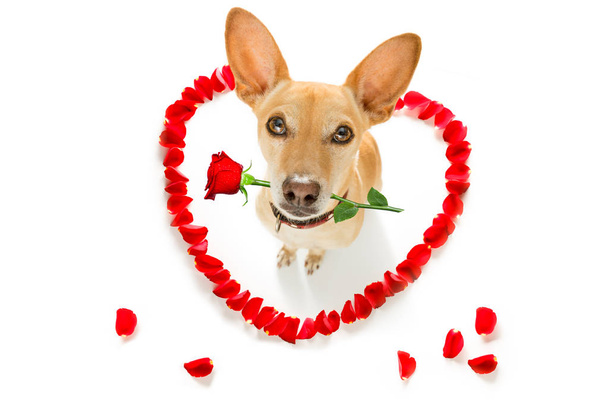 heureux chien de valentines
 - Photo, image