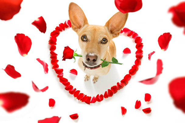 glücklicher valentines Hund - Foto, Bild