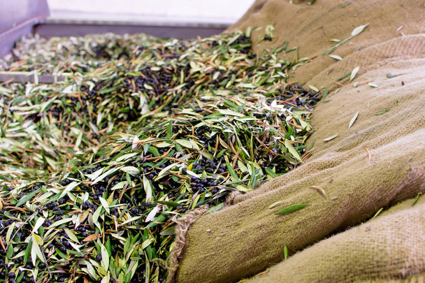 オリーブの収穫、クレタ島、ギリシャ後コールド プレス工場で新鮮なオリーブ オイル生産. - 写真・画像