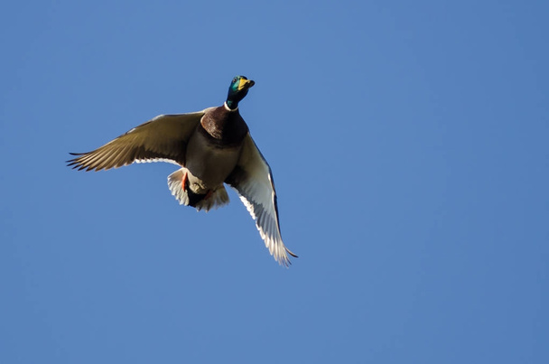Утка-кряква, летящая в голубом небе
 - Фото, изображение