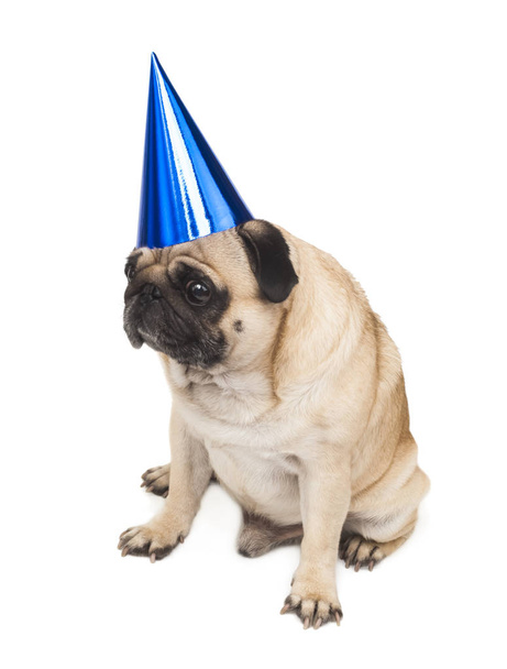 cute pug in festive cap close-up on white background - Photo, Image