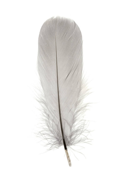 Single grey birds feather isolated on white - 写真・画像