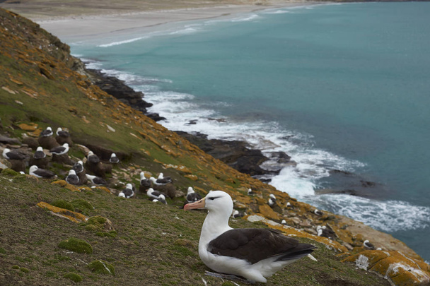 Блек-брови Albatross (Thalassarche melanophrys) колонія на скелях острова Сондерс на Фолклендських островах.. - Фото, зображення