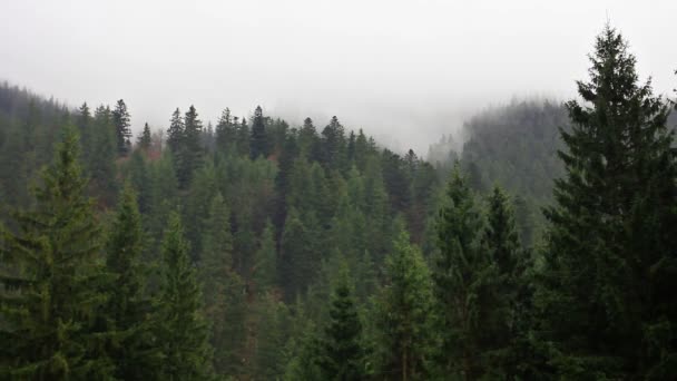 titokzatos erdő - Felvétel, videó