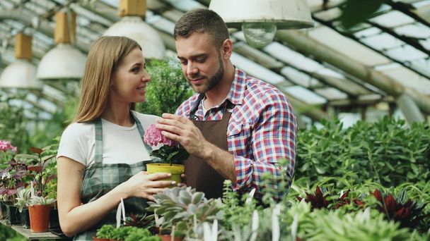 Attractive couple work in greenhouse. Young woman and man florists in apron talking and discussing about flowers - Foto, immagini