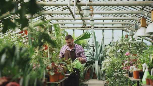 Confident male gardener watering plants at greenhouse with can. Attractive young man enjoy his job in garden - Fotoğraf, Görsel