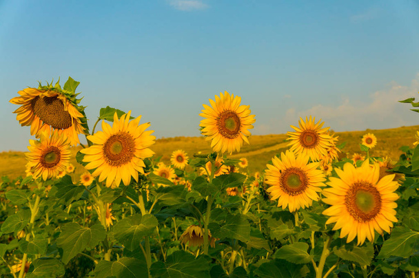 Field of sunflowers with yellow petals - Photo, Image