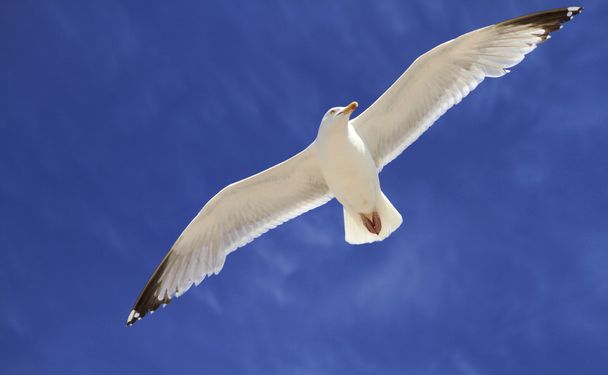 Single seagull in flight - 写真・画像
