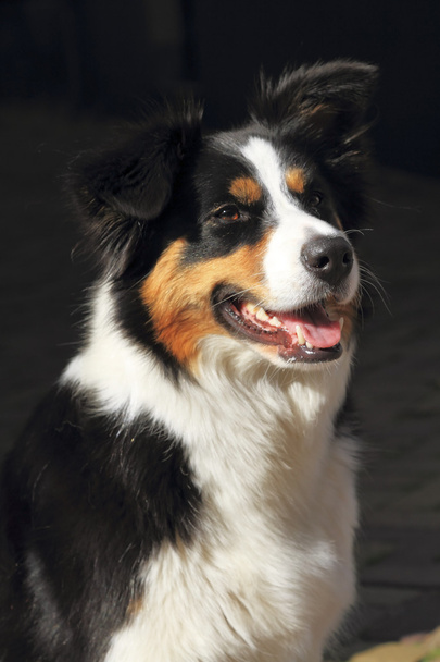 Portret van een collie hond buiten zitten - Foto, afbeelding