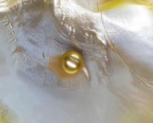 Weiße Perlmutt-Auster Pinctada maxima - Foto, Bild