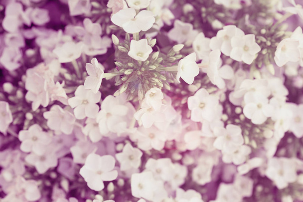 Weiße Hortensien blühen. Hortensien - gebräuchliche Namen Hortensien und Hortensien. Hintergrund. Mit Vintage-Effekt - Foto, Bild
