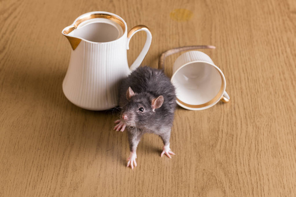 rat domestique sur la table
 - Photo, image