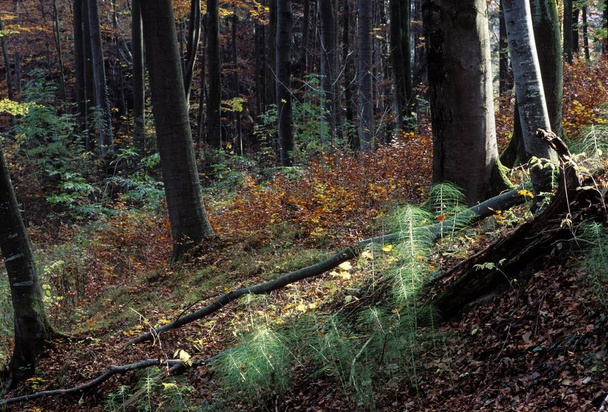 Herfst gemengd bos met paardestaart Duitsland - Foto, afbeelding