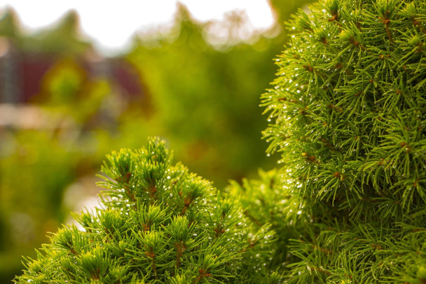 大きな緑の健康カナダのクリスマス ツリーのクローズ アップ - 写真・画像