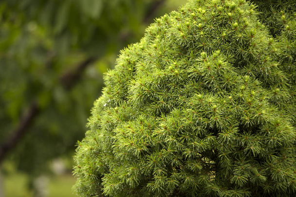 gran verde saludable árbol de Navidad canadiense primer plano
 - Foto, Imagen