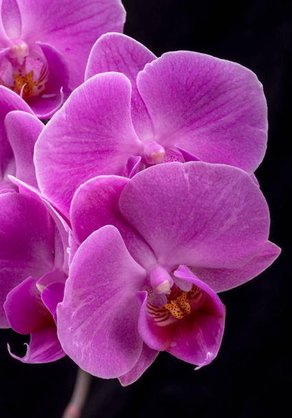 Vaaleanpunainen orkidea kukka eristetty mustalla taustalla
 - Valokuva, kuva
