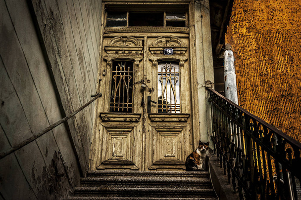 a little kitten sits at the door entrance of an old building. beautifully fluffy kitten sits next to the stairs in front of door number nine. - 写真・画像