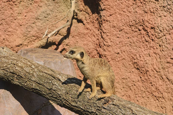 Il suricato o suricato sul tronco d'albero
. - Foto, immagini