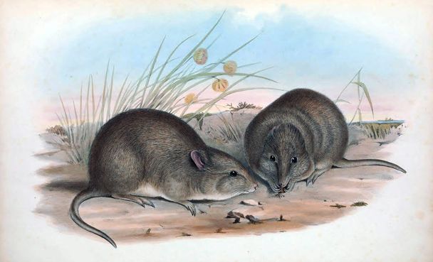 Potoroo. die Säugetiere Australiens. London 1863 - Foto, Bild