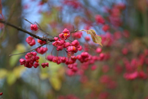 Autumn motifs / Euonymus / Shrub Blooming in Autumn - Photo, Image