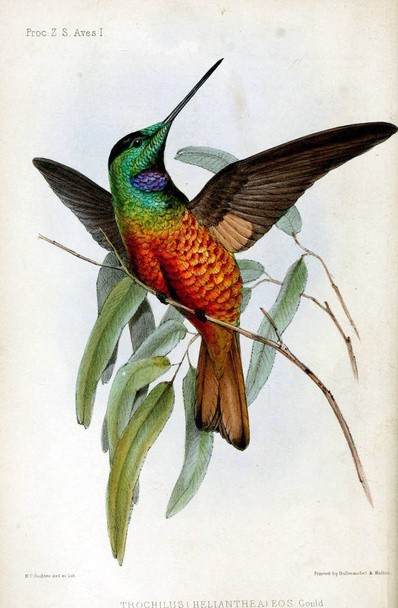 Kolibri. Eljárás a Zoológiai Társaság, London 1848 - Fotó, kép