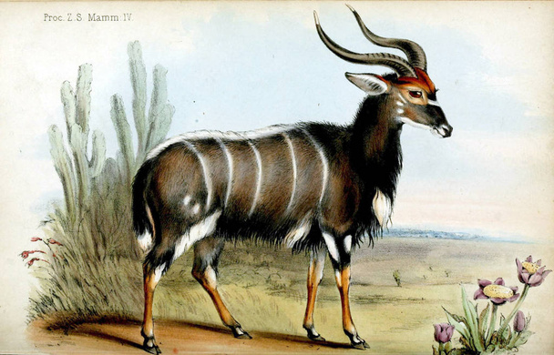 Illustration von Tierprozessen der zoologischen Gesellschaft von London 1848 - Foto, Bild