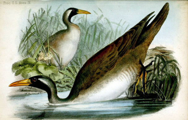 Ілюстрація птахів. Провадження зоологічного товариства Лондона 1848 - Фото, зображення
