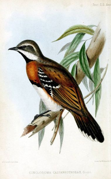 Chestnut-breasted quail-thrush. Proceedings of the Zoological Society of London 1848 - Photo, Image
