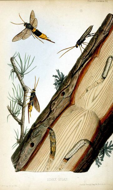 Horntail ή ξύλο σφήκα. Διαδικασίας της Ζωολογικής Εταιρείας του Λονδίνου 1848 - Φωτογραφία, εικόνα