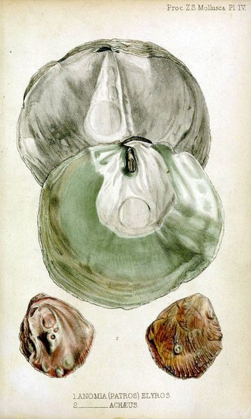Kagyló. Eljárás a Zoológiai Társaság, London 1848 - Fotó, kép