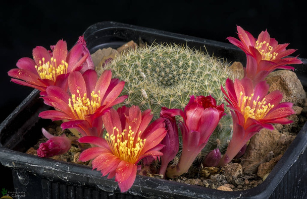 Cactus Rebutia muscula, fioritura, isolato su sfondo nero
 - Foto, immagini