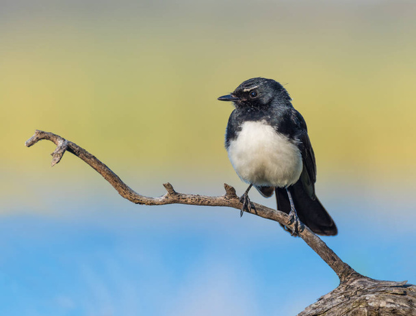 Willie Wagtail - Photo, Image