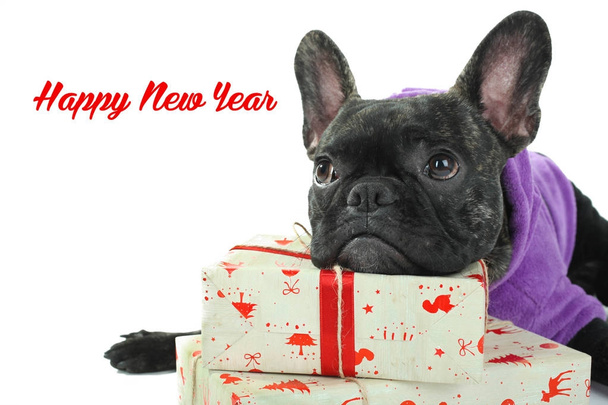bulldog se encuentra en los regalos de Año Nuevo
 - Foto, imagen