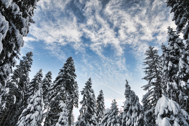 winter mooie scène - Foto, afbeelding