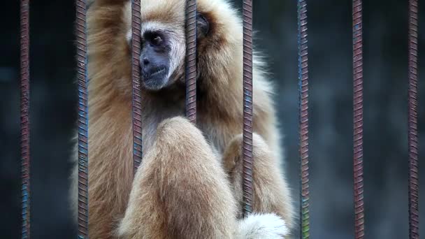 Close Up magányos a Gibbon tartsa, és enni banánt egy kézzel - Felvétel, videó
