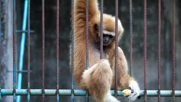 Lonely van Gibbon houd en eet banaan met één hand - Video