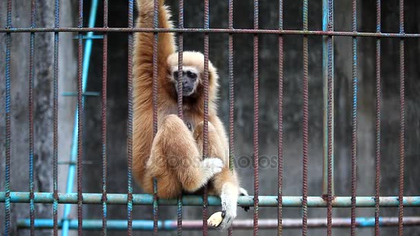 Lonely van Gibbon houd en eet banaan met één hand - Video
